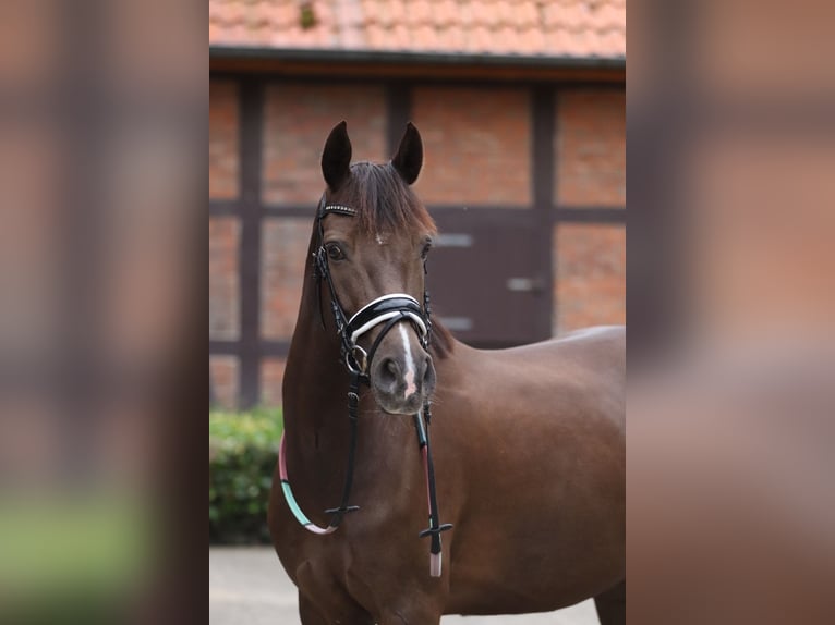 Deutsches Reitpony Stute 6 Jahre 148 cm Rappe in Winsen (Aller)