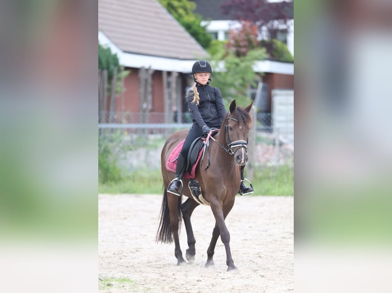 Deutsches Reitpony Stute 6 Jahre 148 cm Rappe in Winsen (Aller)