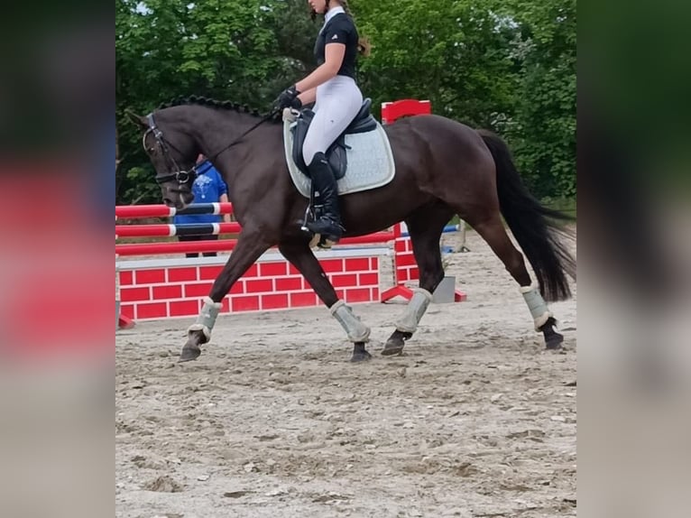 Deutsches Reitpony Stute 6 Jahre 148 cm Rappe in Winsen (Aller)