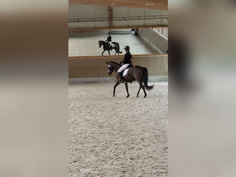 Deutsches Reitpony Stute 6 Jahre 148 cm Rappe in Winsen (Aller)
