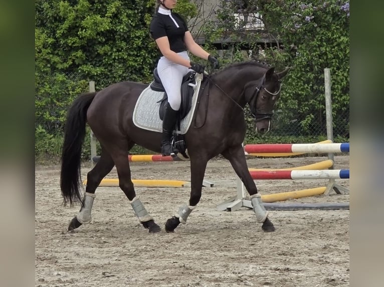 Deutsches Reitpony Stute 6 Jahre 148 cm Rappe in Winsen (Aller)