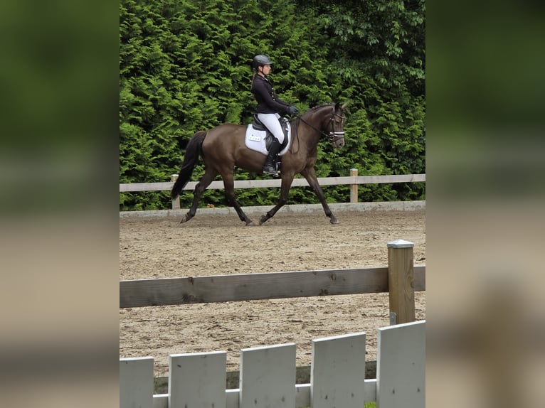 Deutsches Reitpony Stute 6 Jahre 148 cm Rappe in Winsen (Aller)