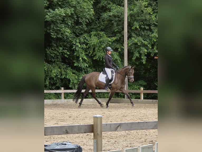 Deutsches Reitpony Stute 6 Jahre 148 cm Rappe in Winsen (Aller)
