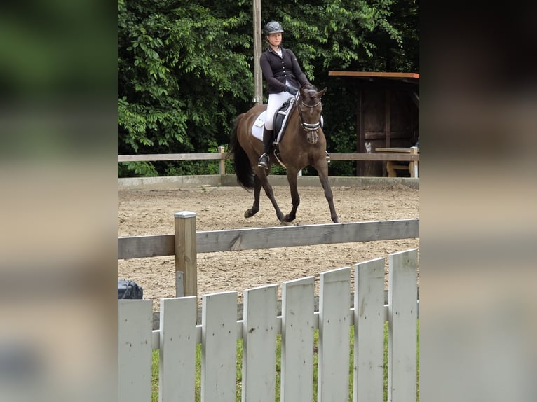 Deutsches Reitpony Stute 6 Jahre 148 cm Rappe in Winsen (Aller)