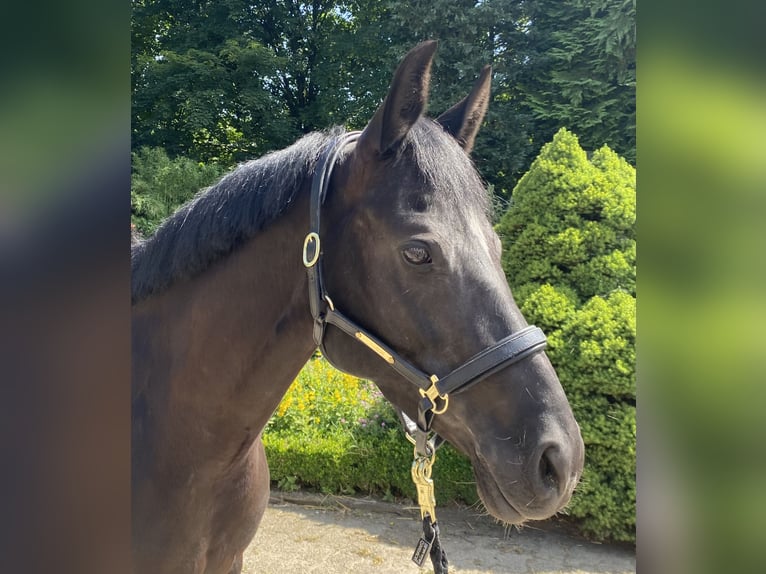 Deutsches Reitpony Stute 6 Jahre 148 cm Rappe in Wipperf&#xFC;rth