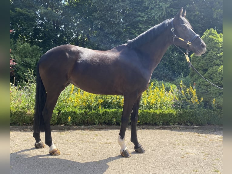 Deutsches Reitpony Stute 6 Jahre 148 cm Rappe in Wipperf&#xFC;rth