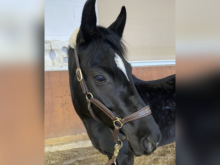 Deutsches Reitpony Stute 6 Jahre 148 cm Rappe in Wipperfürth