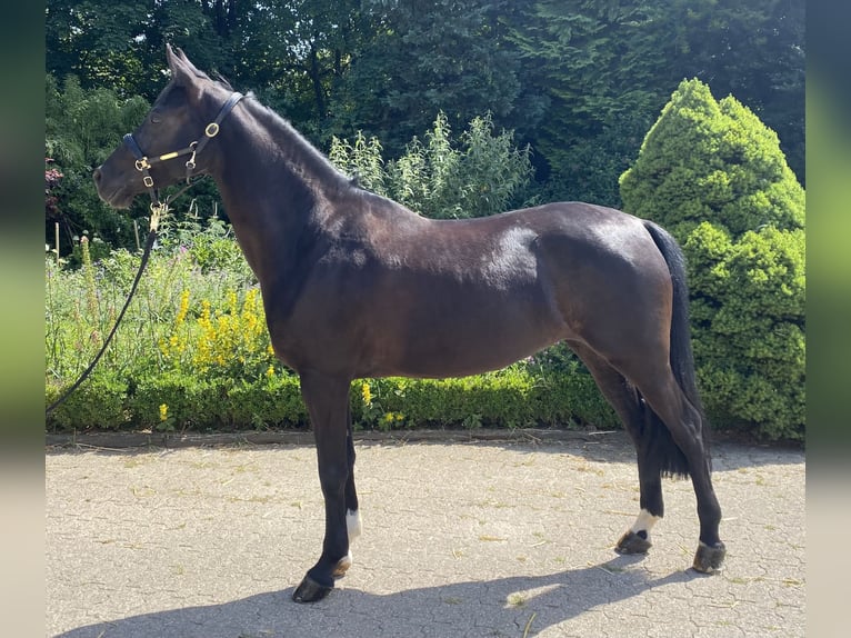 Deutsches Reitpony Stute 6 Jahre 148 cm Rappe in Wipperf&#xFC;rth