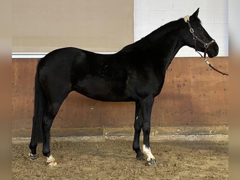 Deutsches Reitpony Stute 6 Jahre 148 cm Rappe in Wipperfürth