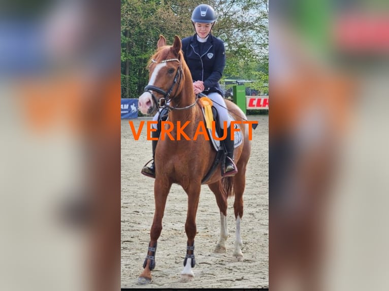 Deutsches Reitpony Stute 6 Jahre 148 cm in Verl