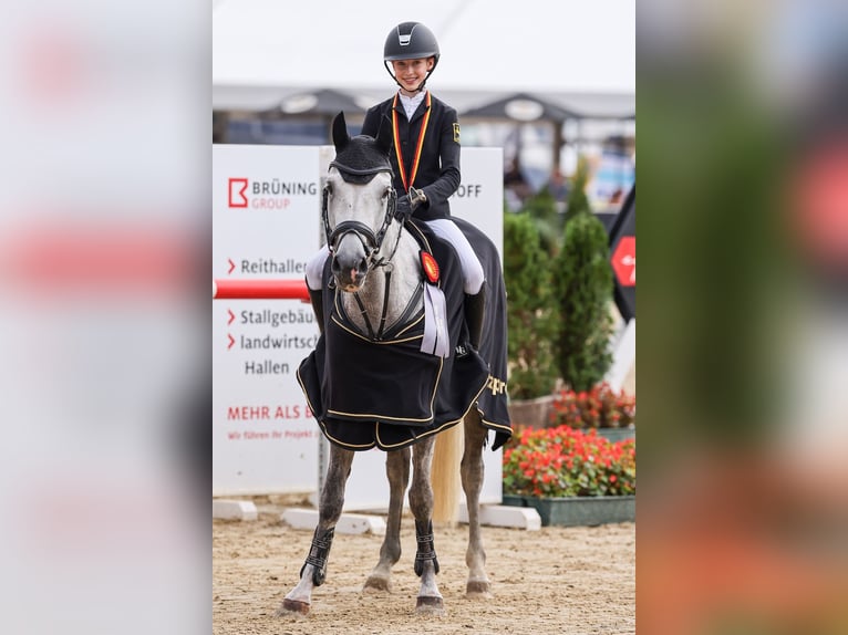 Deutsches Reitpony Stute 6 Jahre 149 cm Apfelschimmel in Braunschweig