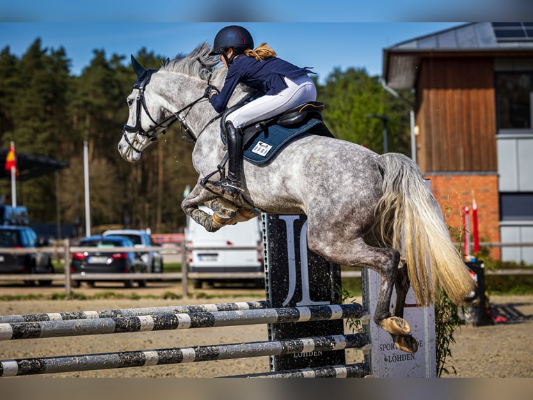 Deutsches Reitpony Stute 6 Jahre 149 cm Apfelschimmel in Braunschweig