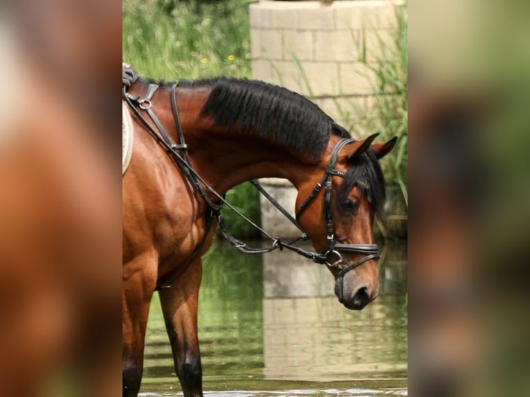 Deutsches Reitpony Stute 6 Jahre 149 cm Brauner in TönisvorstTönisvorst