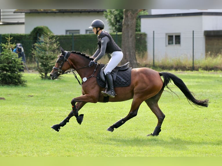 Deutsches Reitpony Stute 6 Jahre 149 cm Brauner in TönisvorstTönisvorst