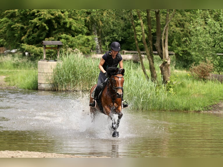 Deutsches Reitpony Stute 6 Jahre 149 cm Brauner in TönisvorstTönisvorst