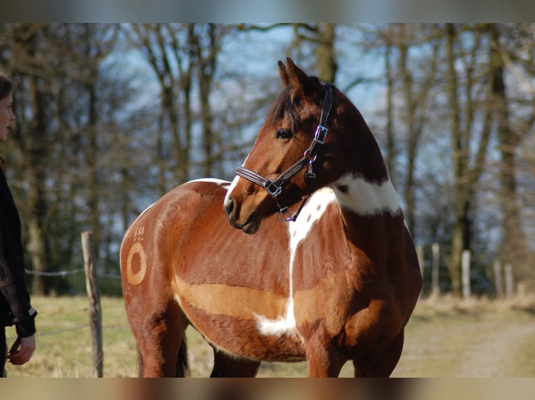 Deutsches Reitpony Mix Stute 6 Jahre 149 cm Schecke in Wermelskirchen