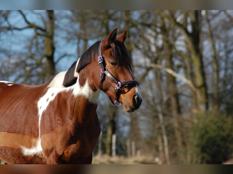 Deutsches Reitpony Mix Stute 6 Jahre 149 cm Schecke in Wermelskirchen