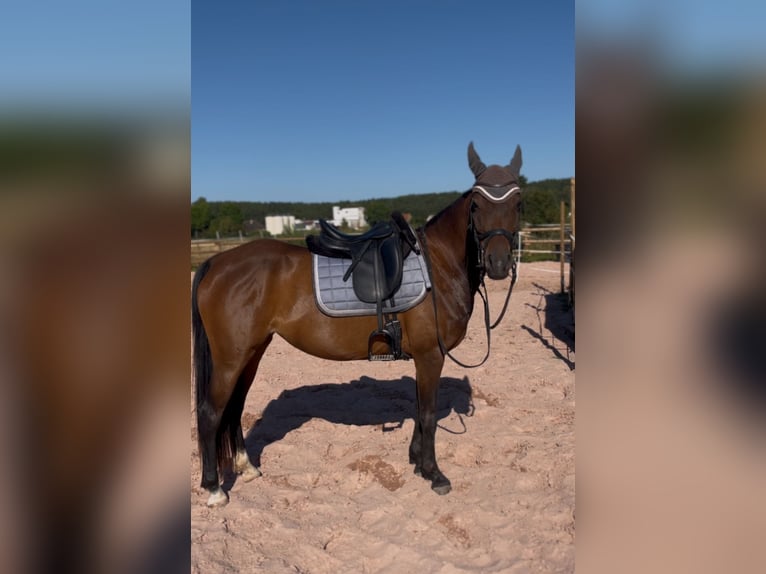Deutsches Reitpony Stute 6 Jahre 150 cm Brauner in Mitwitz