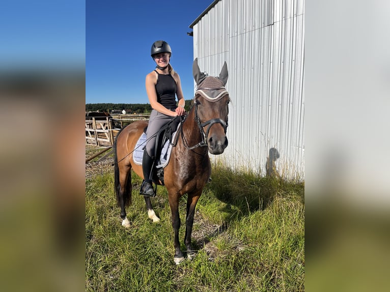 Deutsches Reitpony Stute 6 Jahre 150 cm Brauner in Mitwitz