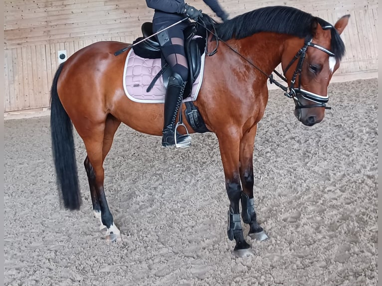 Deutsches Reitpony Stute 6 Jahre 150 cm Brauner in Gr&#xFC;nenbach