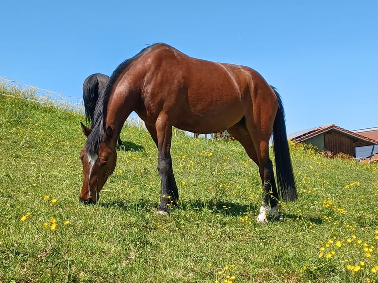 Deutsches Reitpony Stute 6 Jahre 150 cm Brauner in Gr&#xFC;nenbach