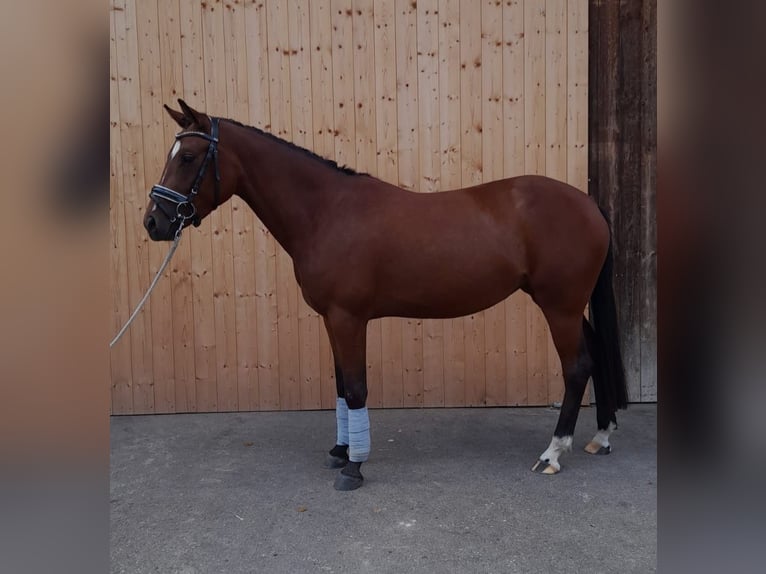 Deutsches Reitpony Stute 6 Jahre 150 cm Brauner in Gr&#xFC;nenbach