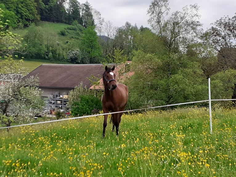 Deutsches Reitpony Stute 6 Jahre 150 cm Brauner in Gr&#xFC;nenbach