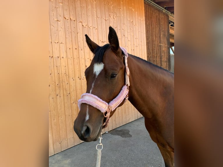 Deutsches Reitpony Stute 6 Jahre 150 cm Brauner in Gr&#xFC;nenbach