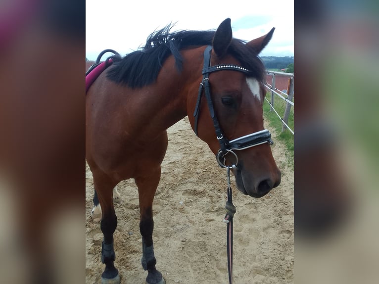 Deutsches Reitpony Stute 6 Jahre 150 cm Brauner in Gr&#xFC;nenbach