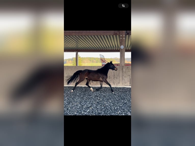 Deutsches Reitpony Stute 6 Jahre 150 cm Brauner in Stödtlen