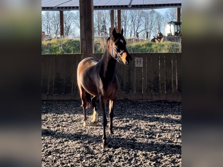 Deutsches Reitpony Stute 6 Jahre 150 cm Brauner in Stödtlen