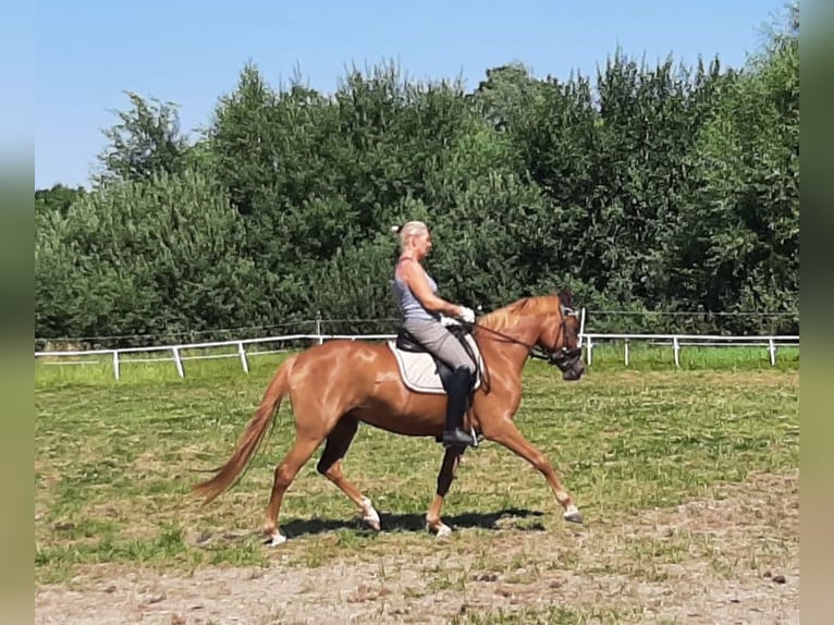 Deutsches Reitpony Stute 6 Jahre 150 cm Fuchs in Lindenberg