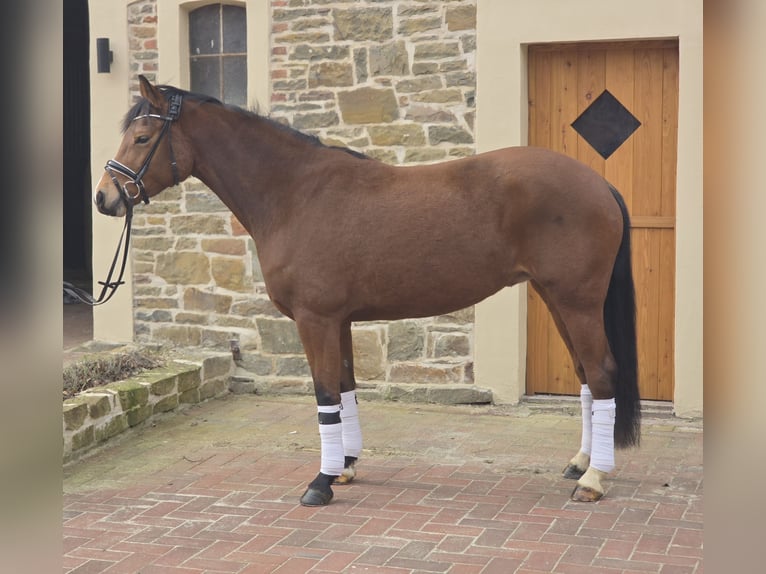Deutsches Reitpony Stute 6 Jahre 151 cm Brauner in Nortrup