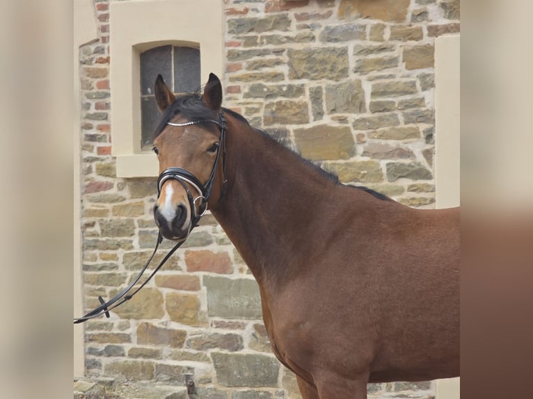 Deutsches Reitpony Stute 6 Jahre 151 cm Brauner in Nortrup