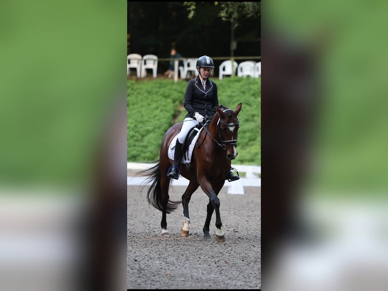Deutsches Reitpony Stute 6 Jahre 151 cm Brauner in Bönebüttel