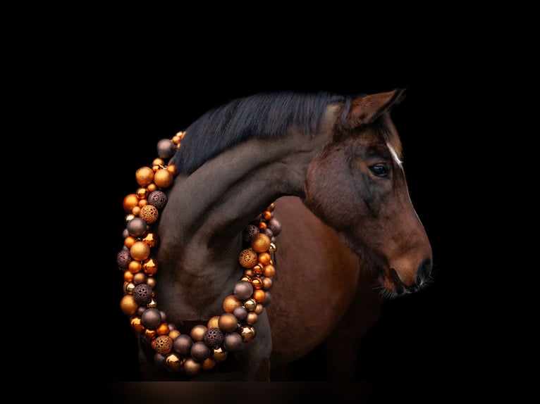 Deutsches Reitpony Stute 6 Jahre 151 cm Brauner in Bönebüttel