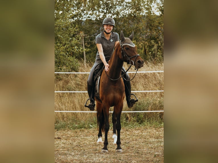 Deutsches Reitpony Stute 6 Jahre 151 cm Brauner in Sonnefeld