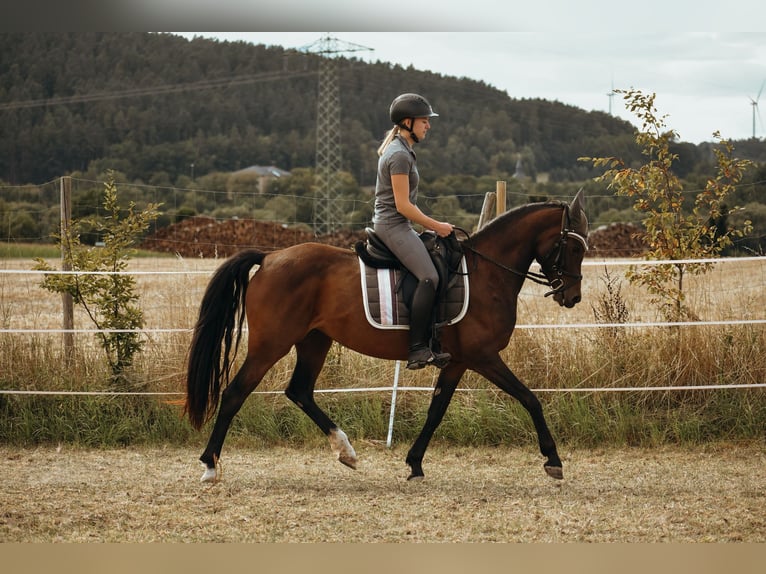 Deutsches Reitpony Stute 6 Jahre 151 cm Brauner in Sonnefeld