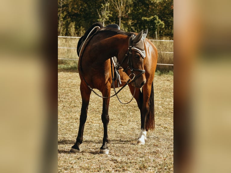 Deutsches Reitpony Stute 6 Jahre 151 cm Brauner in Sonnefeld