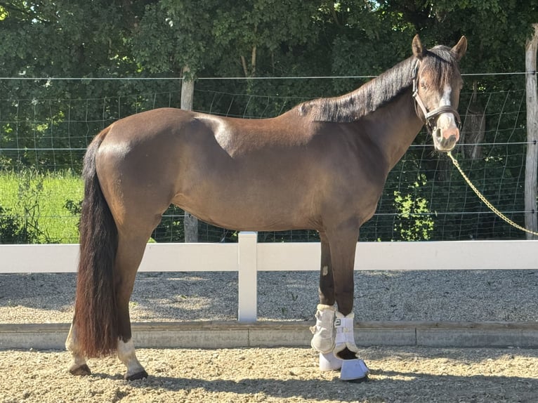 Deutsches Reitpony Stute 6 Jahre 151 cm Dunkelbrauner in H&#xFC;lben