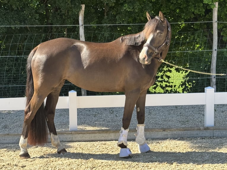 Deutsches Reitpony Stute 6 Jahre 151 cm Dunkelbrauner in H&#xFC;lben