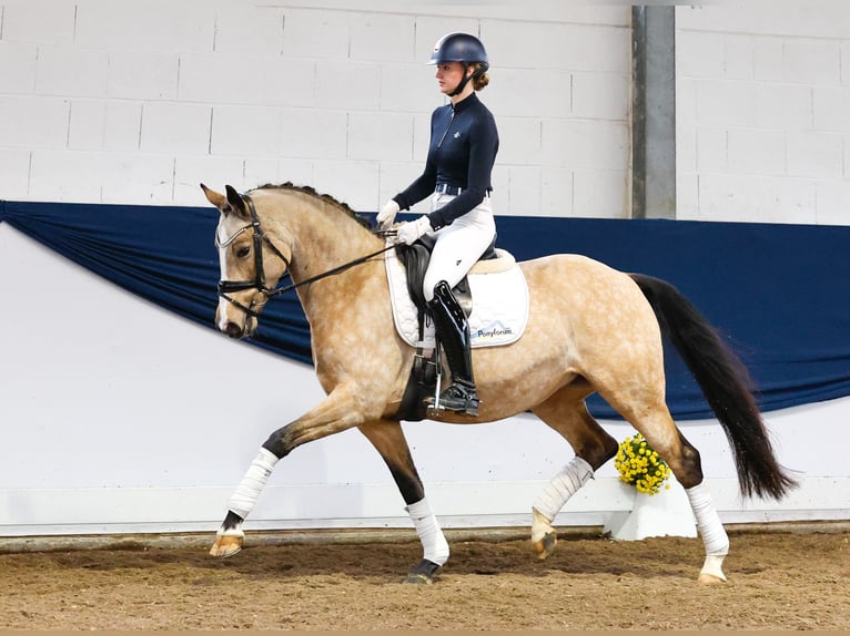 Deutsches Reitpony Stute 6 Jahre 151 cm Falbe in Marsberg