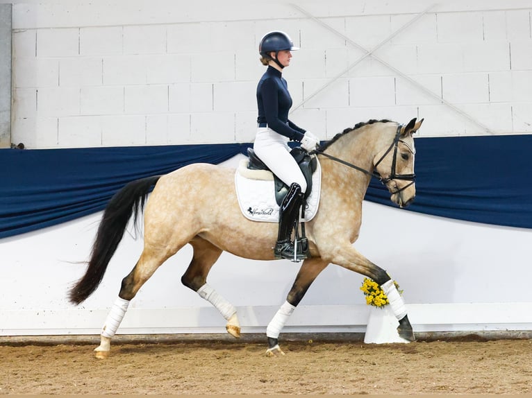 Deutsches Reitpony Stute 6 Jahre 151 cm Falbe in Marsberg