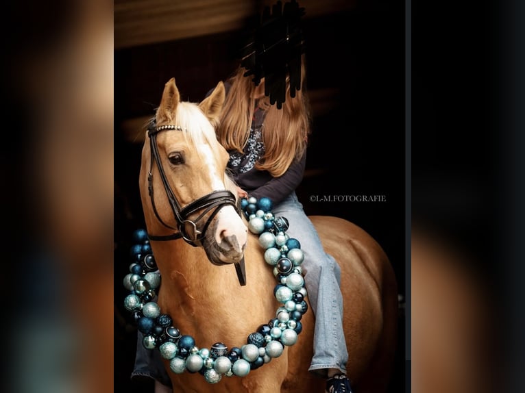 Deutsches Reitpony Stute 6 Jahre 152 cm Palomino in GörlitzGörlitz