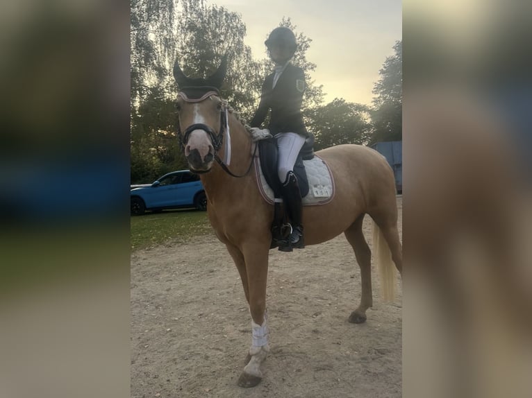 Deutsches Reitpony Stute 6 Jahre 152 cm Palomino in GörlitzGörlitz