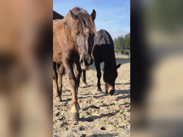 Deutsches Reitpony Stute 6 Jahre 152 cm Rotfuchs in Ulrichstein