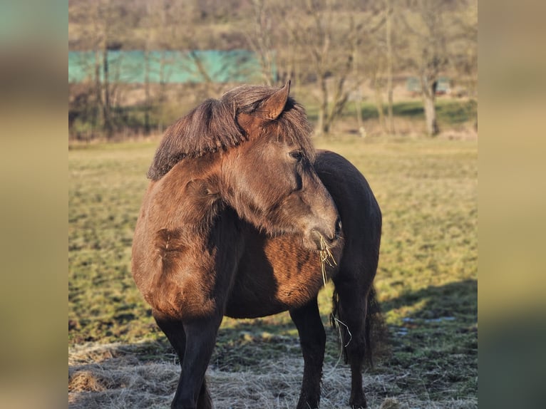 Deutsches Reitpony Stute 6 Jahre 152 cm Rotfuchs in Ulrichstein