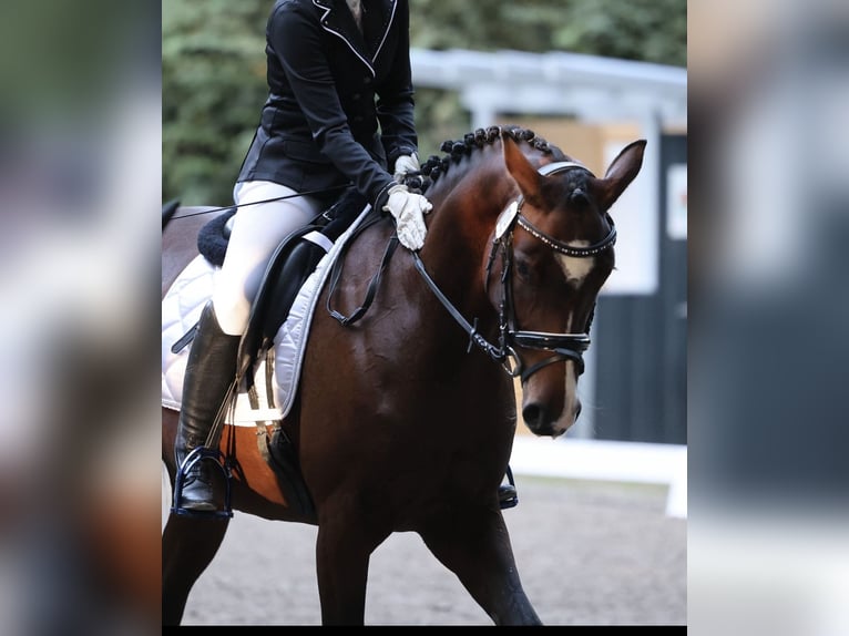 Deutsches Reitpony Stute 6 Jahre 153 cm Brauner in Bönebüttel