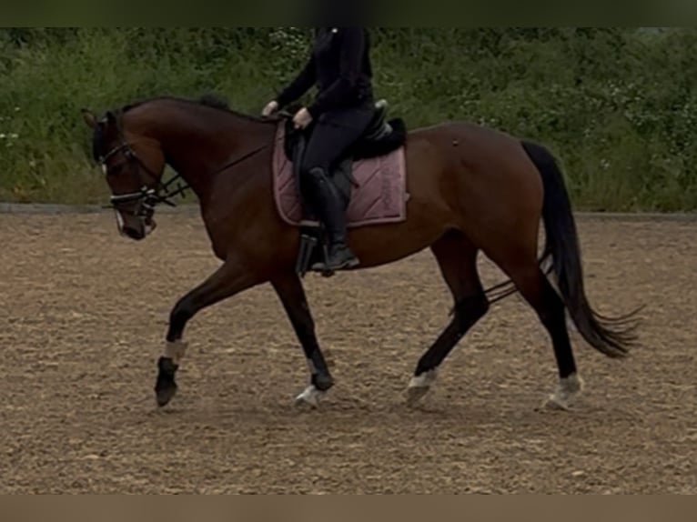 Deutsches Reitpony Stute 6 Jahre 153 cm Brauner in Bönebüttel