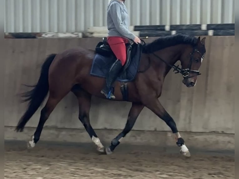 Deutsches Reitpony Stute 6 Jahre 153 cm Brauner in Bönebüttel
